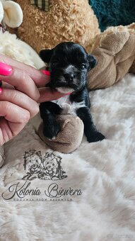 Yorkshire Terrier czarny piesek ( nie wybarwi się) Paszport - 8