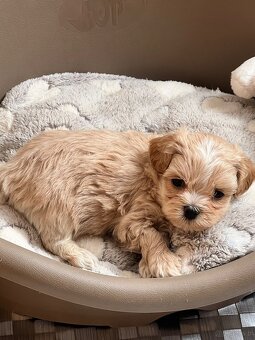 Maltipoo F1 cudne maluszki - 8