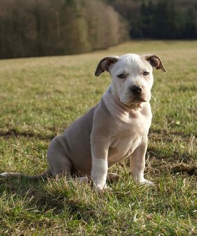 American Bully Standard - 8
