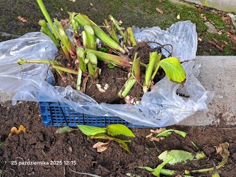 Kanny czerwone świeżo wykopane - 8