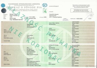 Rasowa suczka BORDER COLLIE z Hodowli, z pełną dok. Rodzice - 8