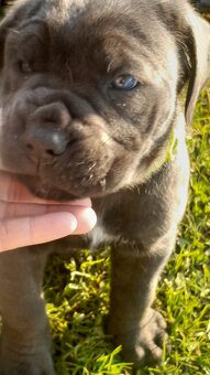 Sprzedam pieski Cane Corse - 8
