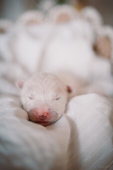 Samojed z FCI/PP – urodzone szczenięta z wyjątkowego skojarz - 8