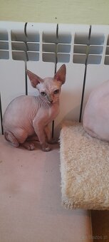 Sfinksy Kanadyjskue - 8