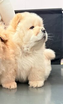 CHOW CHOW szczenięta kremowe - 8