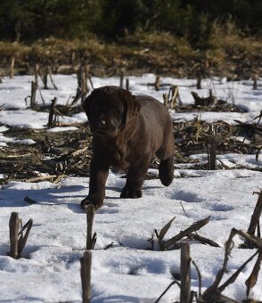Labrador Retriever szczenie z rod ZKwP, FCI Badania Genetycz - 8