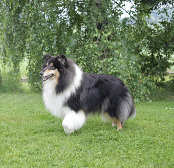 Owczarek szkocki długowłosy FCI Collie Rough - 8
