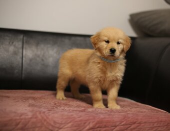 GOLDEN RETRIEVER-ciemnozłote i złote , ZKwP/FCI - 8
