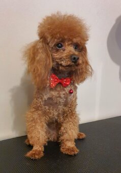 Pudel Toy,Miniaturka red - 8