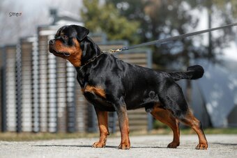 Rottweiler FCI ZKwP Białystok szczenięta szczeniak - 8