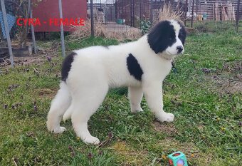 LANDSEER - 8