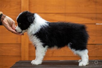Border collie szczenięta hodowla Anidamara FCI - 8