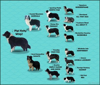 Piękny Rasowy Pies Border Collie - Szczeniak z pełną dok. z - 8