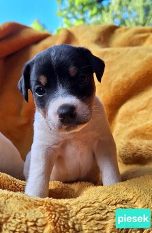 Parson Russell Terrier ZKwP FCI - 8