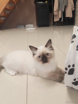 Kocurek Ragdoll LATTE FPL - 8