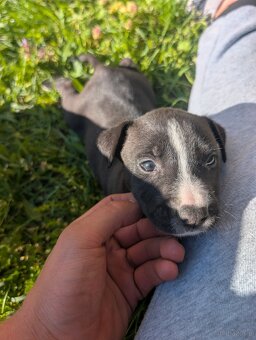Szczeniaczki Amstaff - 8