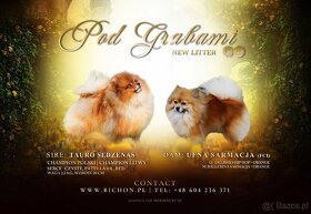 Pomeranian#FCI#do odbioru - 8