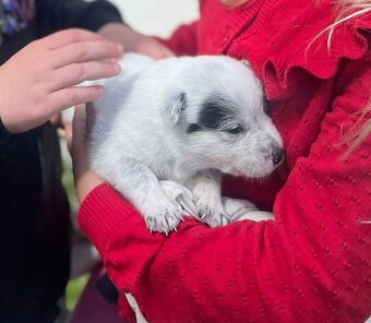 Australijski pies do bydła  - Blue Heeler - 8