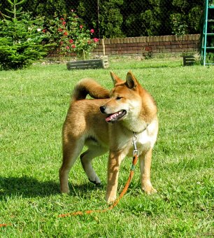 Shiba Inu, czerwony piesek mocno czernią przyprószony - 8