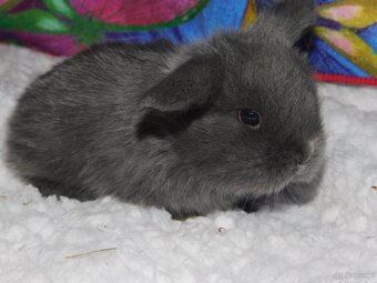 Mini lop niebieskie i niebiesko- białe - 8