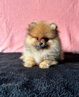 Szpic Miniaturowy, Pomeranian - 8