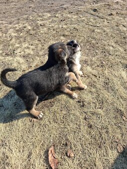 Oddam szczeniaczki za darmo - 8