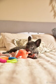 Buldog francuski sunia lilac - 8