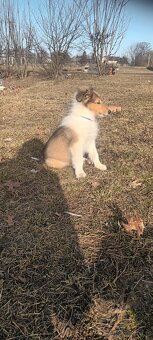 Szczeniaki owczarek szkocki - 8