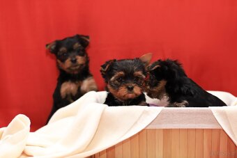 Alutka sunia Yorkshire Terrier - 8