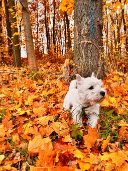 west highland white terrier - 8