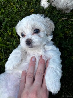 Szczeniaki maltipoo maltańczyk chłopcy - 8