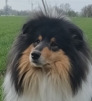 Owczarek szkocki collie FCI - szczeniak - 8
