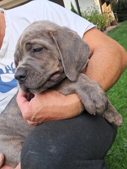 Urocze Cane Corso - 8