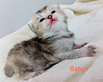 Cudowne Kocie Maleństwa Szkockie Szynszyle - 8