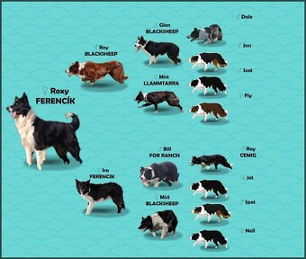 Szczeniak BORDER COLLIE z prof. Hodowli, Pies z pełną dok. - 8