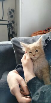 Maine Coon kocięta - 8