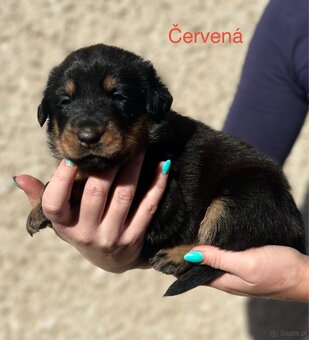 Beauceron - 8