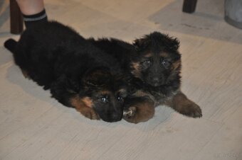 Owczarek Niemiecki Długowłosy- szczenięta - 8