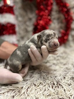 American bully XL s PP - 8