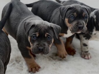 American bully XL s PP - 8