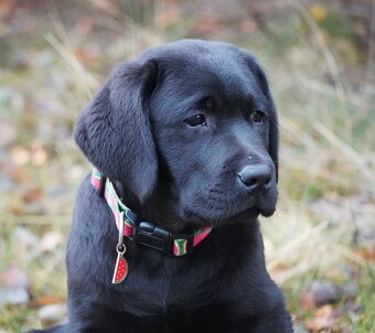 Labrador retriever,   czarny piesek ZKwP/ FCI - 8