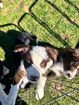 Brązowo biała Suczka - 8