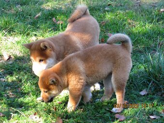 Dwoje szczeniąt Shiba Inu ur.07.08.2026r. - 8