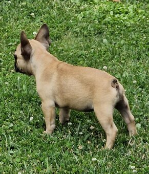 Buldog francuski - suczka ZKwP FCI - 8