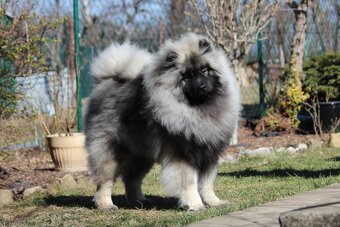Wilczy szpic / Keeshond polecam rodowodowe szczenieta - 8
