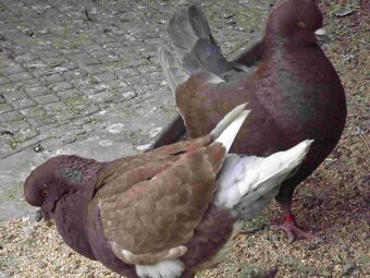 sprzedam gołębie - 8