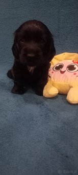 Cocker spaniel angielski - 8