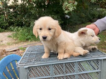 Golden Retriever - 8