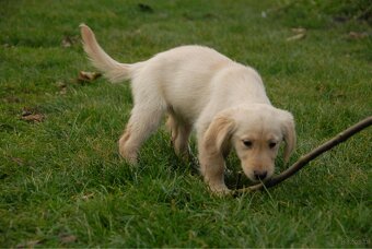 Golden Retriever - 8