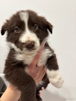 Suczka brązowo biała border collie - 8